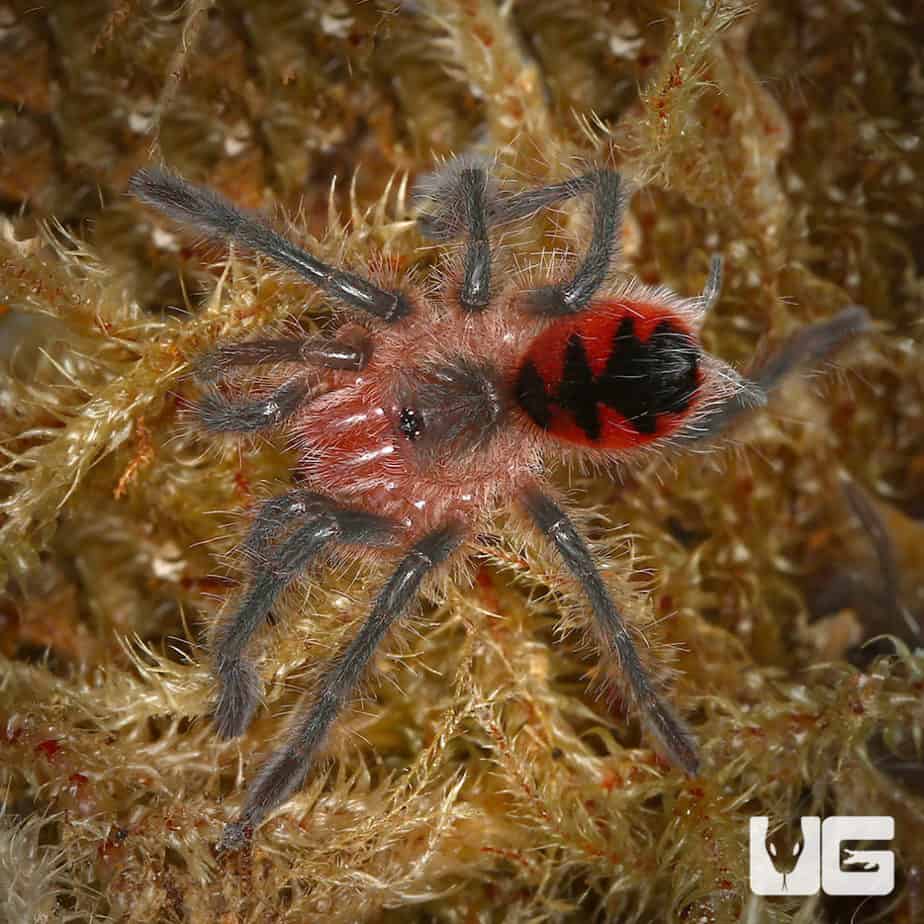 Adult Trinidad Olive Tarantula For Sale - Underground Reptiles