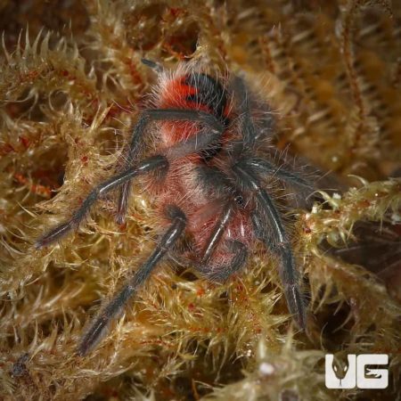 Santo Domingo Goliath Birdeater Tarantula For Sale - Underground Reptiles