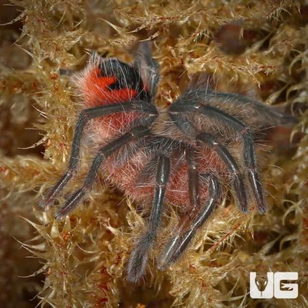 Close-up of a Santo Domingo Goliath Birdeater Tarantula on a plant.