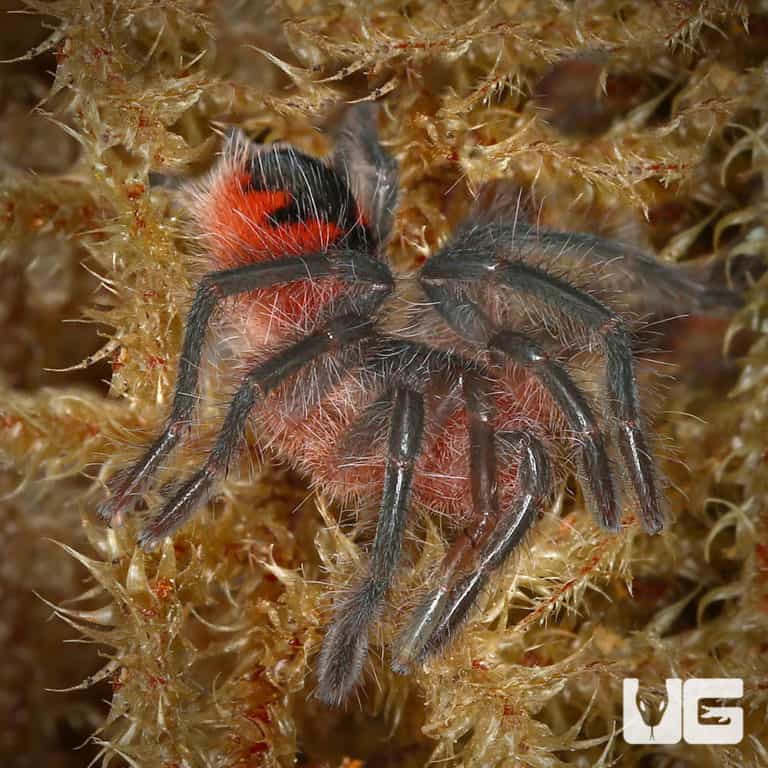 Adult Trinidad Olive Tarantula For Sale - Underground Reptiles