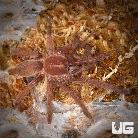 Saraburi Earth Tiger Tarantula (Chilobrachys sp) For Sale - Underground Reptiles