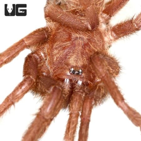 Saraburi Earth Tiger Tarantula (Chilobrachys sp) For Sale - Underground Reptiles