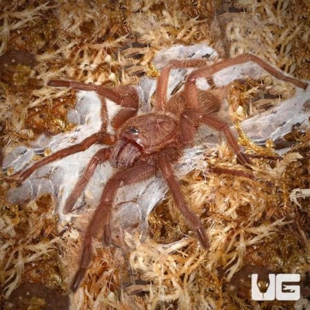 Saraburi Earth Tiger Tarantula (Chilobrachys sp) For Sale - Underground Reptiles