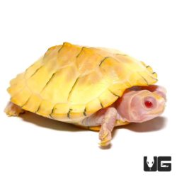 Snow Albino Red Ear Slider Turtles For Sale - Underground Reptiles