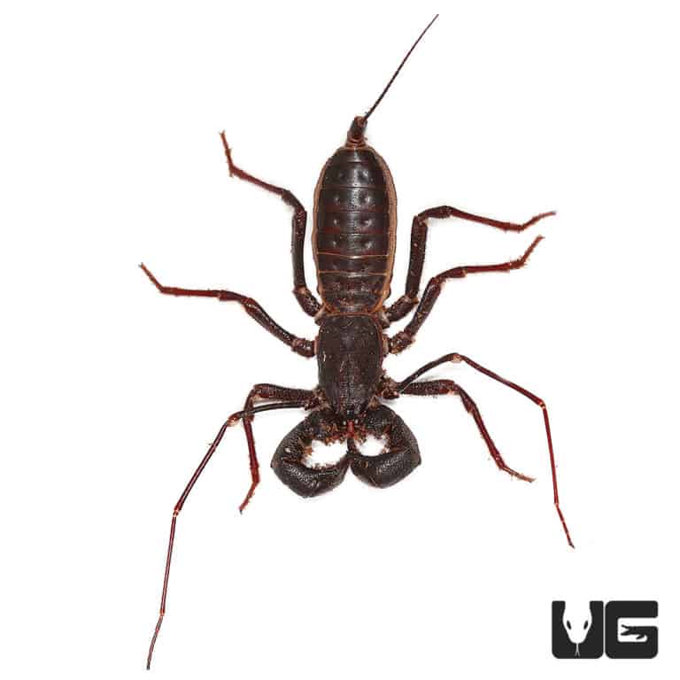 Solomon Island Vinegaroon For Sale Underground Reptiles