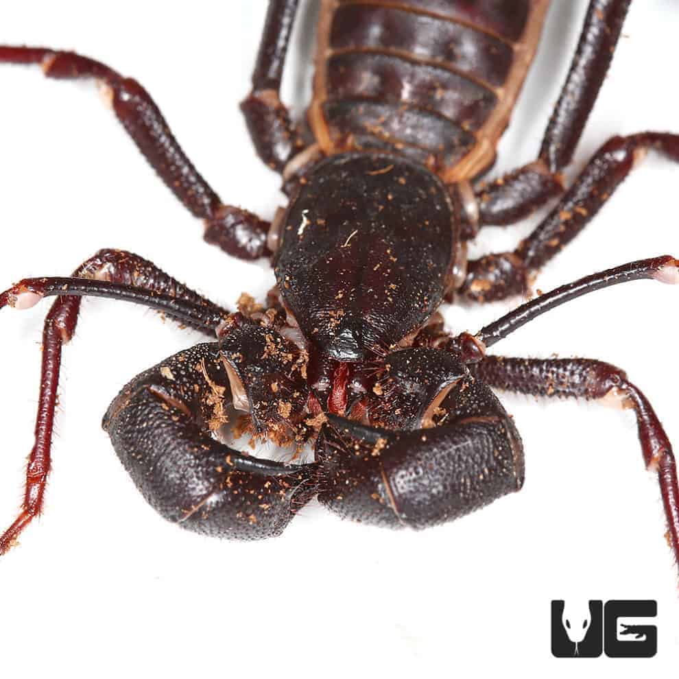 Solomon Island Vinegaroon For Sale Underground Reptiles