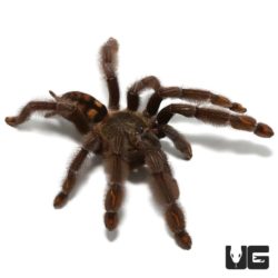 3 Inch Venezuelan Suntiger Tarantula (Psalmopoeus irminia) For Sale - Underground Reptiles