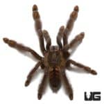 3 Inch Venezuelan Suntiger Tarantula (Psalmopoeus irminia) For Sale - Underground Reptiles