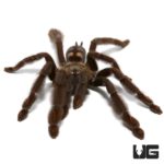 3 Inch Venezuelan Suntiger Tarantula (Psalmopoeus irminia) For Sale - Underground Reptiles