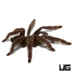 3 Inch Venezuelan Suntiger Tarantula (Psalmopoeus irminia) For Sale - Underground Reptiles