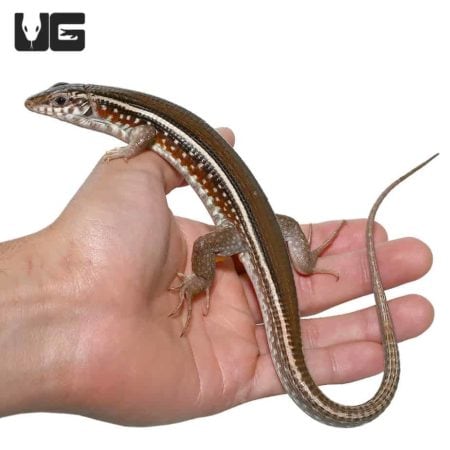 Girdled lizard held gently on a person's hand, showcasing its vibrant colors and unique markings.