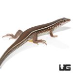Three Lined Girdled Lizards For Sale - Underground Reptiles