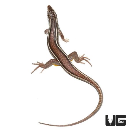 Three Lined Girdled Lizards For Sale - Underground Reptiles