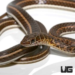 West African Garter Snakes For Sale - Underground Reptiles