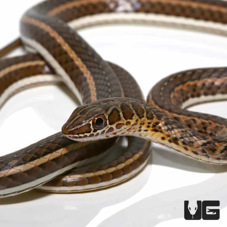 Baby Eastern Garter Snakes For Sale - Underground Reptiles