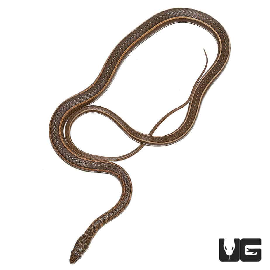 Baby Eastern Garter Snakes For Sale - Underground Reptiles