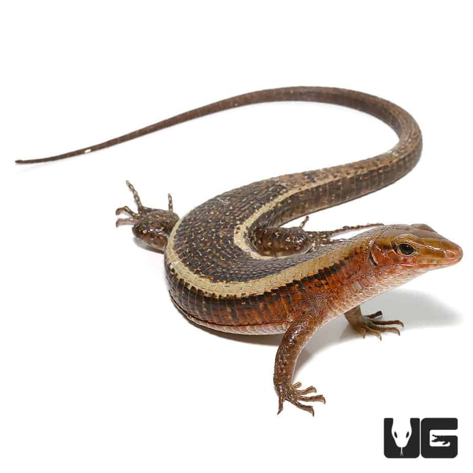 Western Girdled Lizard (Zonosaurus laticaudus) For Sale Underground Reptiles