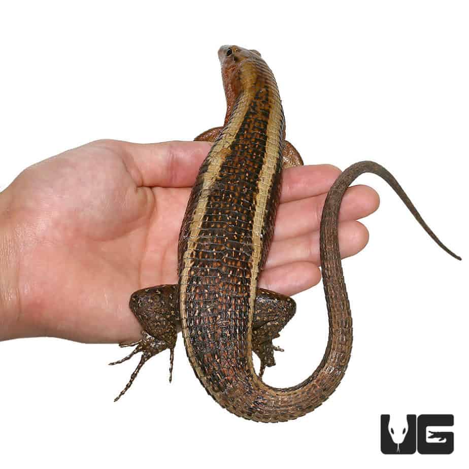 Western Girdled Lizard (Zonosaurus laticaudus) For Sale Underground