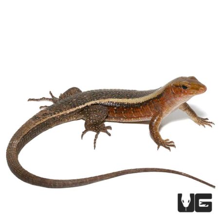 Close-up of a Western Girdled Lizard showing detailed scales and coloration.