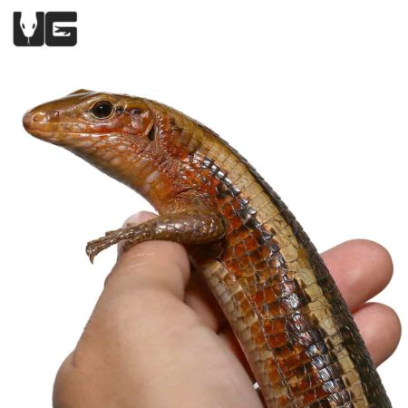 Western Girdled Lizards For Sale - Underground Reptiles