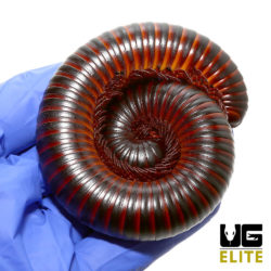 Pair of African Millipedes Auction