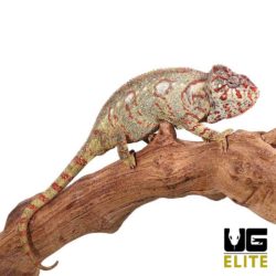 Pair Oustalet's Chameleon Auction