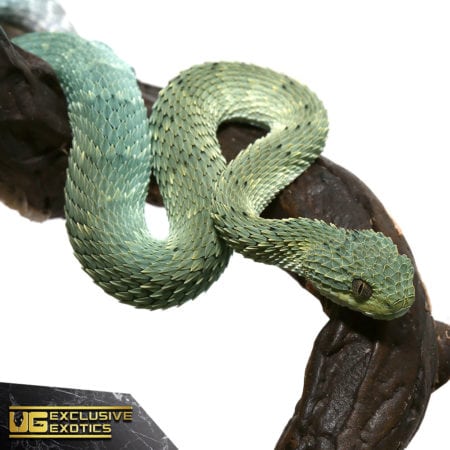 Baby Blue Green With Black Spots Squamigera Bush Viper For Sale - Underground Reptiles