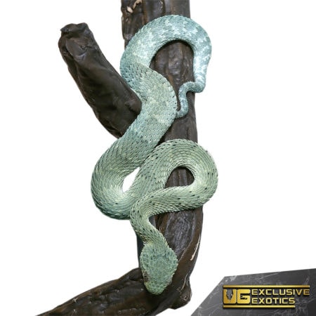 Baby Blue Green With Black Spots Squamigera Bush Viper For Sale - Underground Reptiles