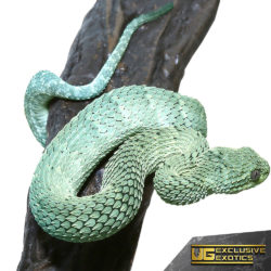 Baby Blue Green With Black Spots Squamigera Bush Viper For Sale - Underground Reptiles