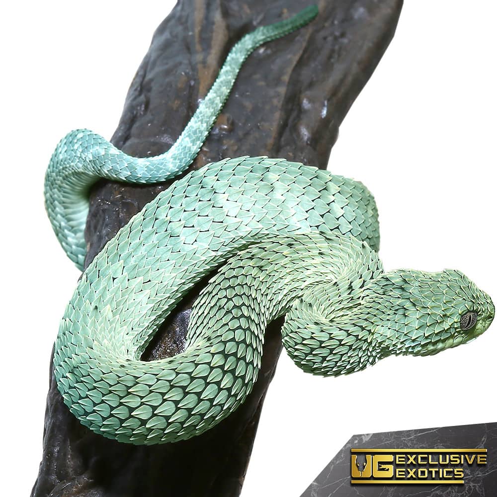 A Highly Venomous Atheris Squamigera Known As Variable Bush Viper