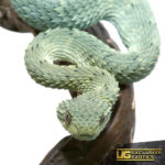 Baby Blue Green With Black Spots Squamigera Bush Viper For Sale - Underground Reptiles