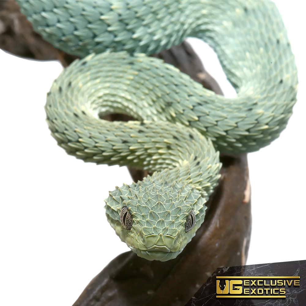 Mayombe Bush-Viper (Atheris squamigera anisolepis), on a branch