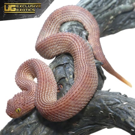 Baby Red Patternless Squamigera Bush Vipers For Sale - Underground Reptiles