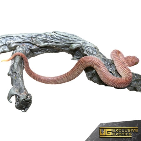 Baby Red Patternless Squamigera Bush Vipers For Sale - Underground Reptiles