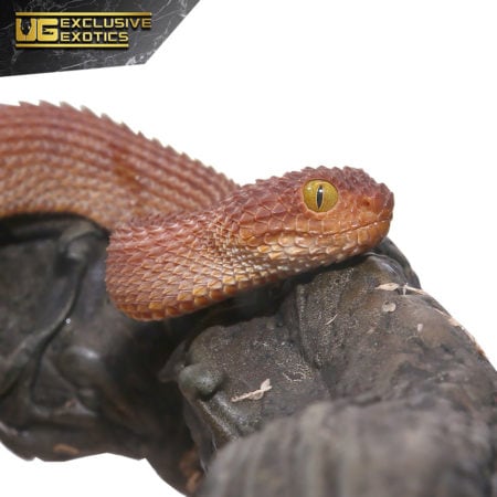 Baby Red Patternless Squamigera Bush Vipers For Sale - Underground Reptiles