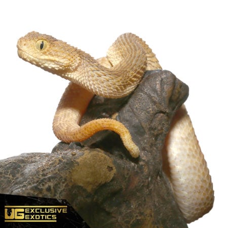 Baby Tan Squamigera Bush Vipers For Sale - Underground Reptiles
