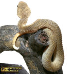 Baby Tan Squamigera Bush Vipers For Sale - Underground Reptiles