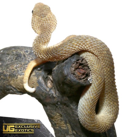 Baby Tan Squamigera Bush Vipers For Sale - Underground Reptiles
