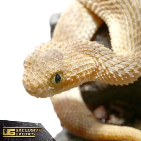 Baby Tan Squamigera Bush Vipers For Sale - Underground Reptiles