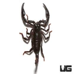Minotaur Forest Scorpion (Tityus Paramensis) For Sale - Underground Reptiles
