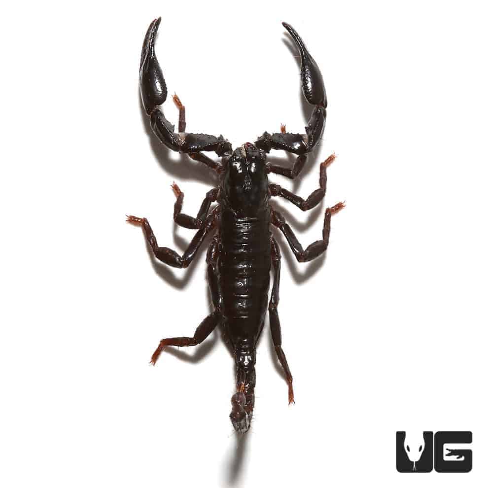 Minotaur Forest Scorpion (Tityus Paramensis) For Sale - Underground ...