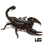 Minotaur Forest Scorpion (Tityus Paramensis) For Sale - Underground Reptiles