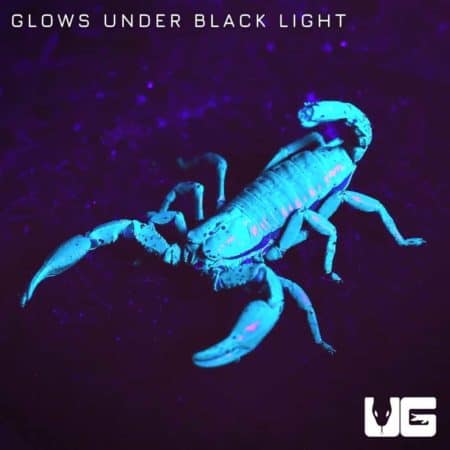 Minotaur Forest Scorpion (Tityus Paramensis) For Sale - Underground Reptiles