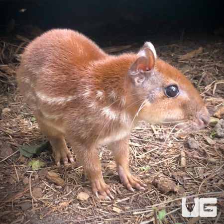 Pacas For Sale - Underground Reptiles