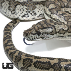 Coastal Carpet Pythons For Sale - Underground Reptiles
