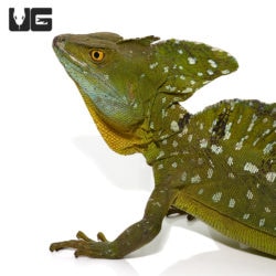 Adult Green Basilisks For Sale - Underground Reptiles