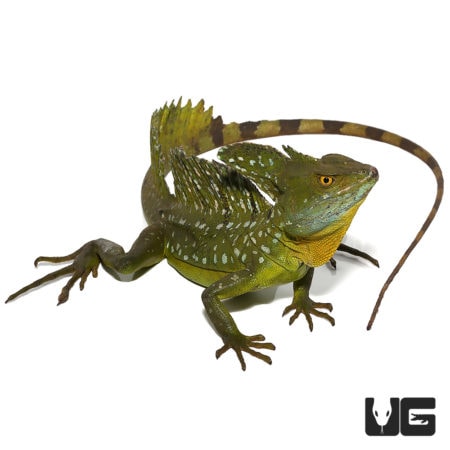 Adult Green Basilisks For Sale - Underground Reptiles