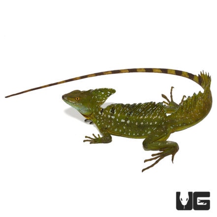 Yearling Green Basilisks For Sale - Underground Reptiles