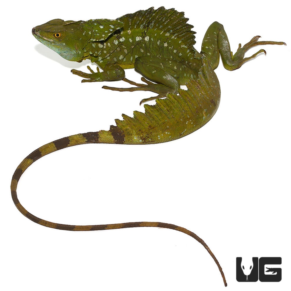 Yearling Green Basilisks (Basiliscus plumifrons) For Sale Underground