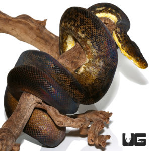 Adult Timor Python (Malayopython timoriensis) For Sale - Underground ...